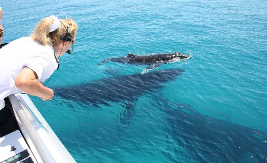 Whale Watching Cruises Departing daily from July to November